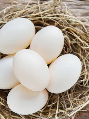 oeuf-beldi-bio Oeuf beldi bio frais de la ferme